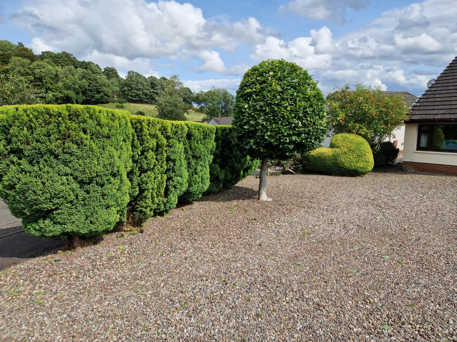 Neatly shaped topiary tree and clipped conifer hedge