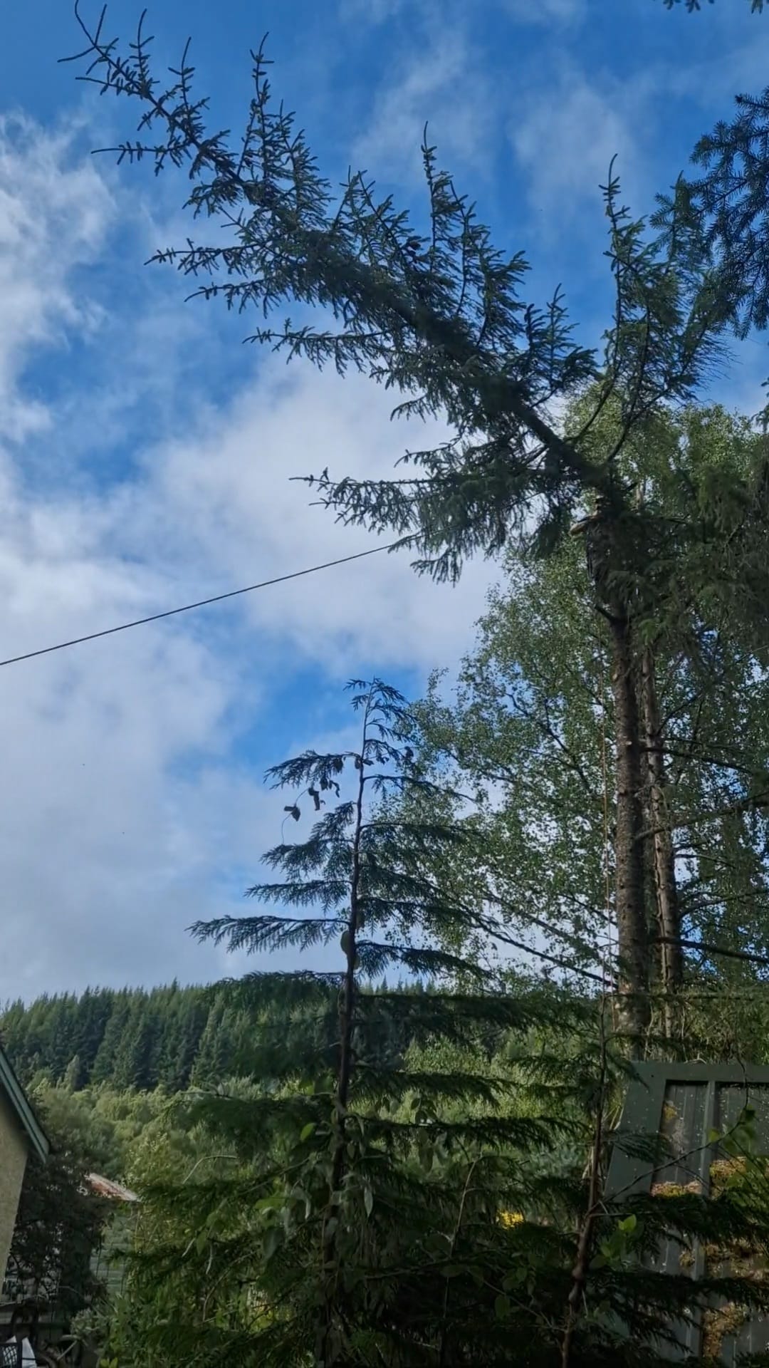 Tree surgery project in Perthshire — image 1 of 25