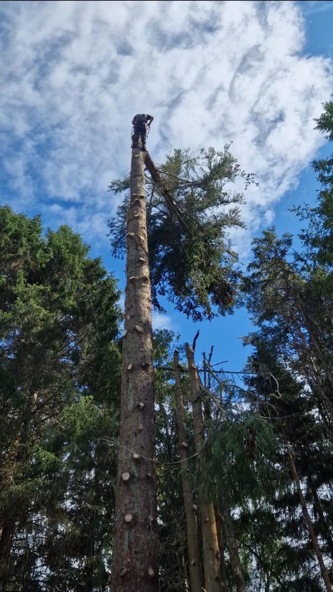 Qualified tree surgeon climbing a tall conifer for sectional dismantling in Perthshire