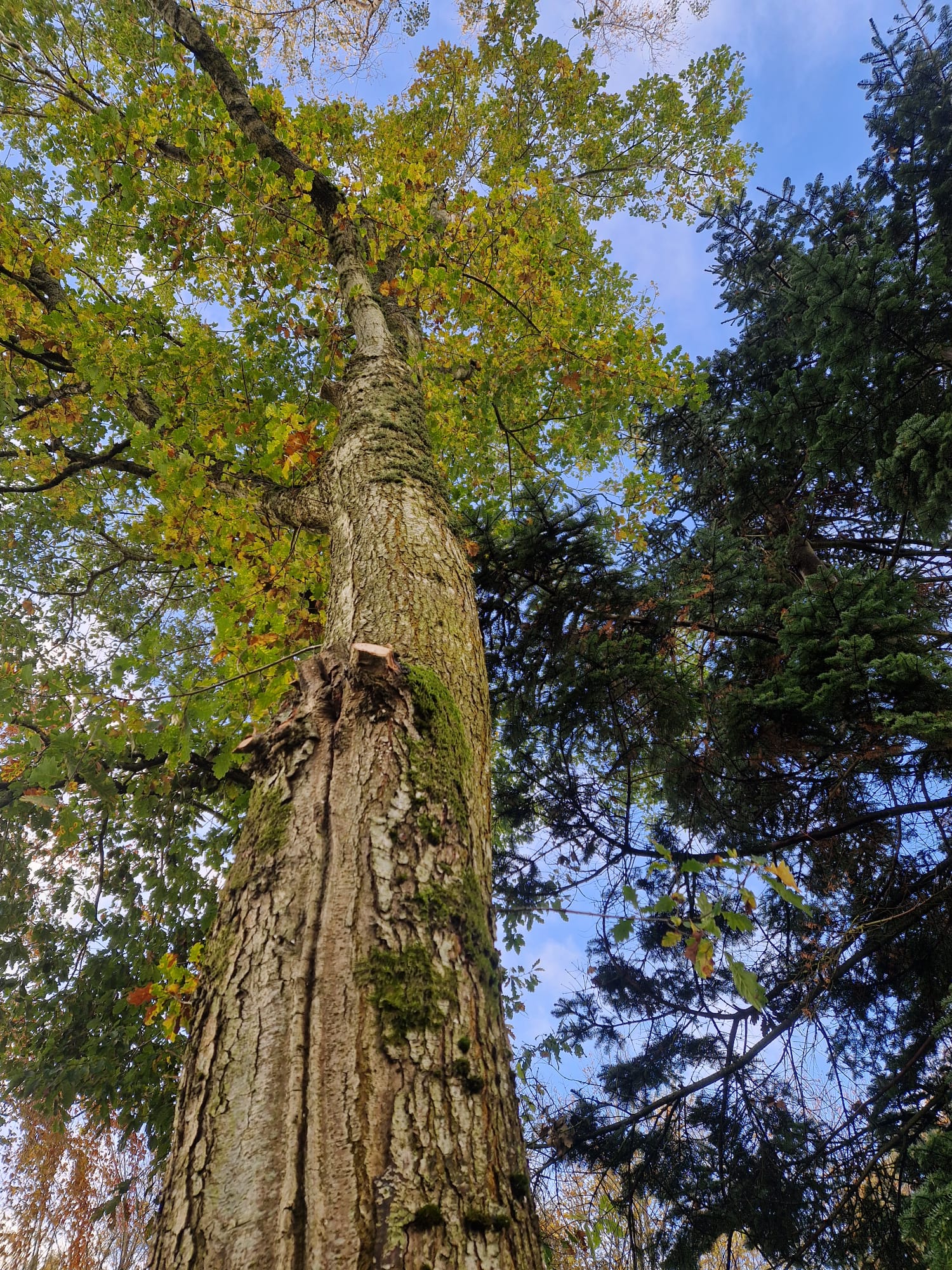 Tree surgery project in Perthshire — image 4 of 25