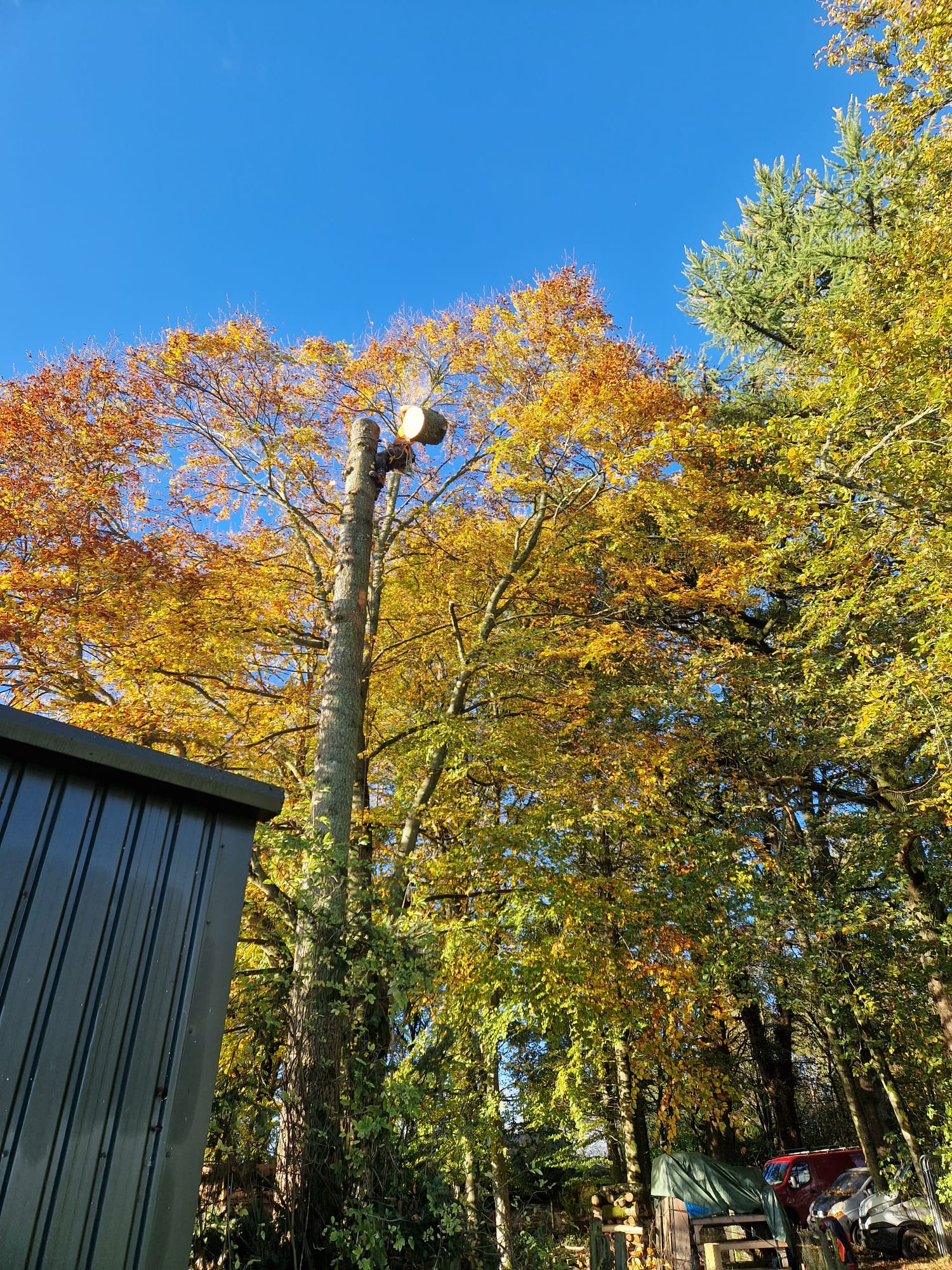 Beech tree being dismantled in sections by climbing arborist