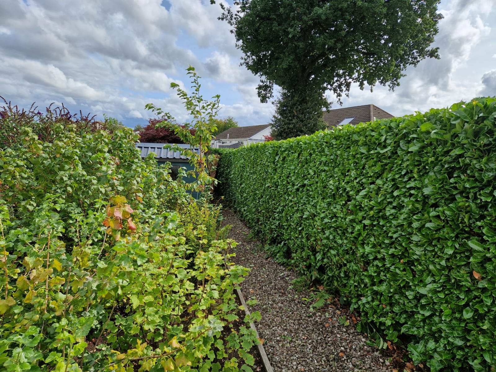 Neatly trimmed tall laurel hedge showing sharp lines and level top